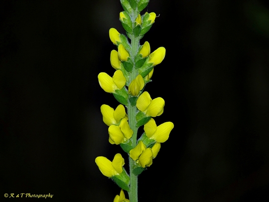 {Thermopsis villosa}